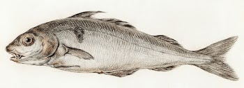 Fish (1775&ndash;1833) drawing in high… | Free public domain illustration