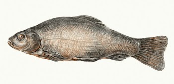 Fish (1775&ndash;1833) drawing in high… | Free public domain illustration