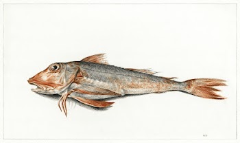 Fish (1816) drawing in high resolution by… | Free public domain illustration