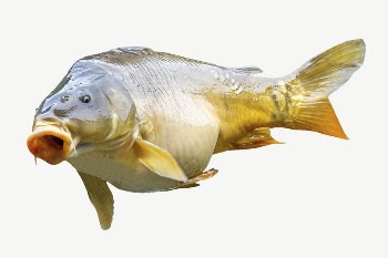 Fish, animal collage element psd | Free PSD - rawpixel