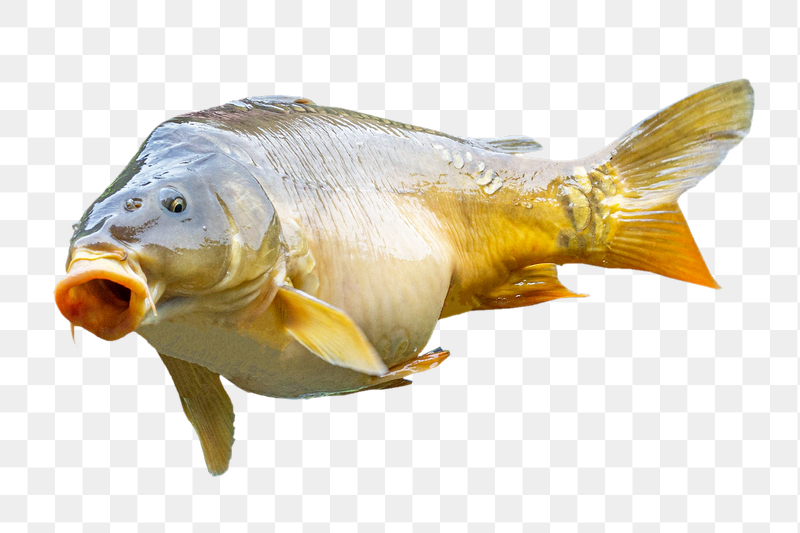 Fish, animal png sticker, transparent | Free PNG - rawpixel