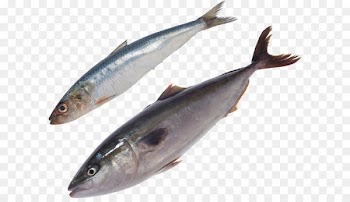 Fish as food Clip art - Fish PNG 