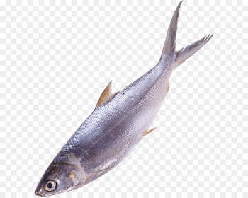 Fish as food - Fish Png Image 