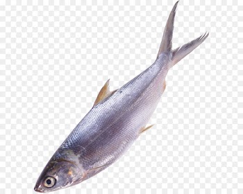 Fish as food - fish PNG image 