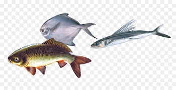 Fish as food Fish steak Seafood - Sea bream 