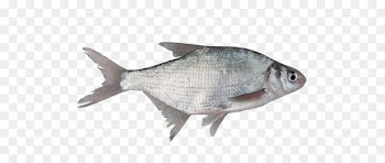 Fish as food Milkfish Organism Freshwater fish - fish 