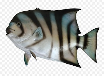 Fish as food - Spadefish 