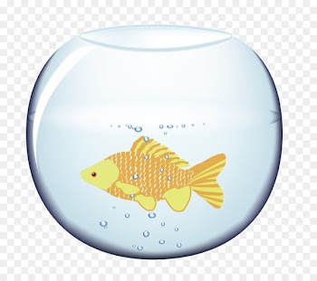 Fish Blue Orange Aquarium - Aquarium fish 