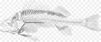 Fish bone Skeleton Bony fishes Clip art - sketch 