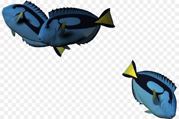 Fish Cartoon 3D computer graphics - 3d cartoon fish,Cartoon fish 