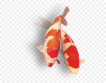 Fish Cartoon png download - 700*700 - Free Transparent Koi png ...