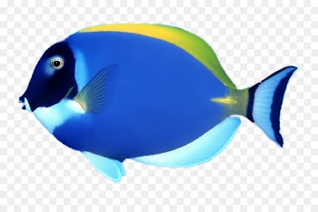 Fish Chomp Goldfish Tropical fish Coral reef fish - fish 
