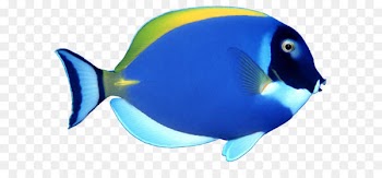 Fish Clip art - blue fish PNG image 