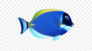 Fish Clip art - Blue tropical fish 