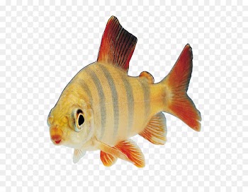 Fish Clip art - fish 