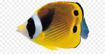 Fish Clip art - Fish Clip Art PNG Image 