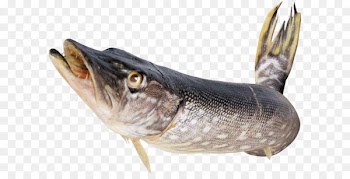 Fish Clip art - Fish PNG 