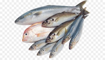Fish Clip art - Fish PNG 