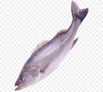 Fish Clip art - Fish Png Image 