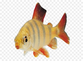 Fish Clip art - Fish Png Image 