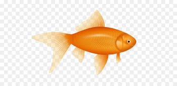 Fish Clip art - gold fish PNG image 
