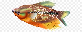 Fish Clip art - Orange Fish Transparent Clip Art Image 