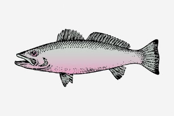Fish clipart, sea animal vintage | Free Photo - rawpixel