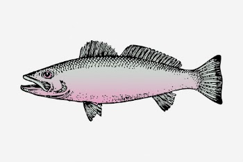 Fish clipart, sea animal vintage | Free Vector - rawpixel