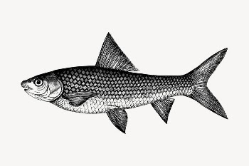 Fish clipart, vintage hand drawn | Free Vector - rawpixel