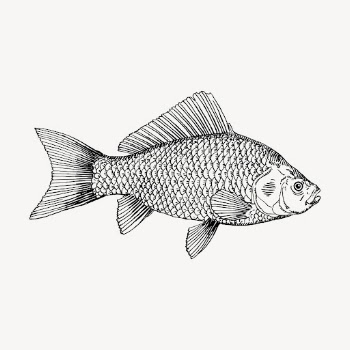 Fish clipart, vintage sea animal | Free Vector - rawpixel