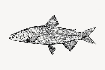Fish clipart, vintage sea animal | Free Vector - rawpixel