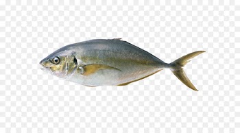 Fish Common carp Grass carp - Fish Pictures 