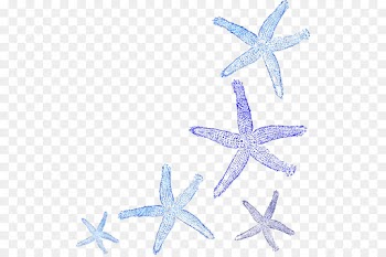 Fish, Computer Icons, Starfish, Echinoderm PNG