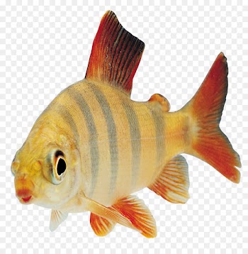 Fish Desktop Wallpaper Clip art - goldfish 