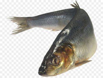 Fish Download Clip art - fish 