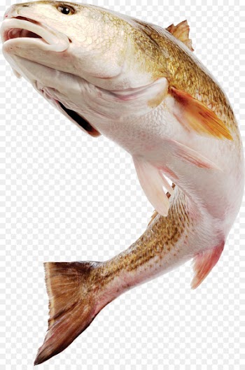 Fish Download Photography - HD-kind fish image 