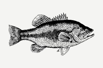 Fish drawing, vintage illustration psd. | Free PSD - rawpixel