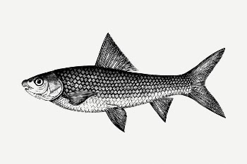 Fish drawing, vintage illustration psd. | Free PSD - rawpixel