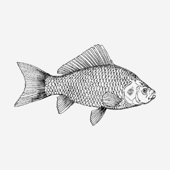 Fish drawing, vintage sea life | Free Photo - rawpixel