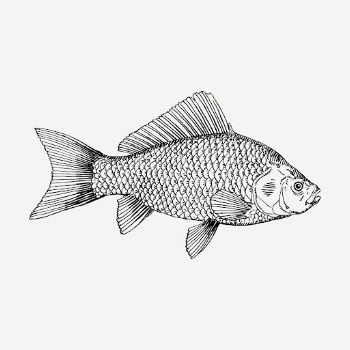 Fish drawing, vintage sea life | Free PSD - rawpixel