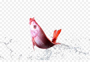 Fish Drop - Fish in the splash 