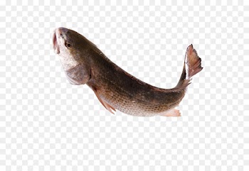 Fish Euclidean vector Jumping - Fish leap 