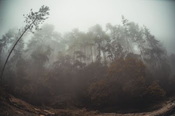 fish eye lens photography of forest