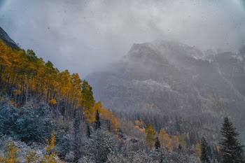 fish-eye photography of trees on mountain