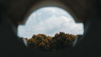 Fish Eye Photography of Trees Under White Clouds
