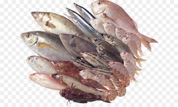 Fish fillet Seafood Clip art - fish 