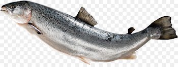 Fish fin Atlantic salmon - fish 