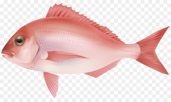 Fish fin Saltwater fish Clip art - fish 