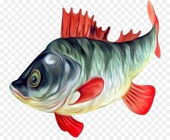 Fish - fish 