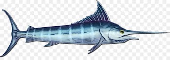 fish fish atlantic blue marlin fin marine biology